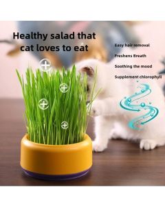 Catnip Hydroponic Box Cat Snacks