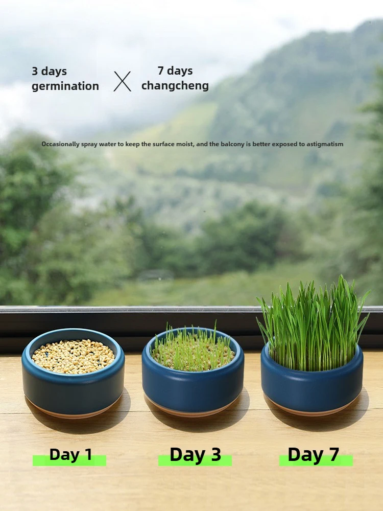 Catnip Hydroponic Box Cat Snacks
