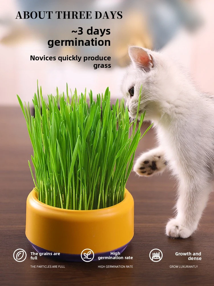 Catnip Hydroponic Box Cat Snacks
