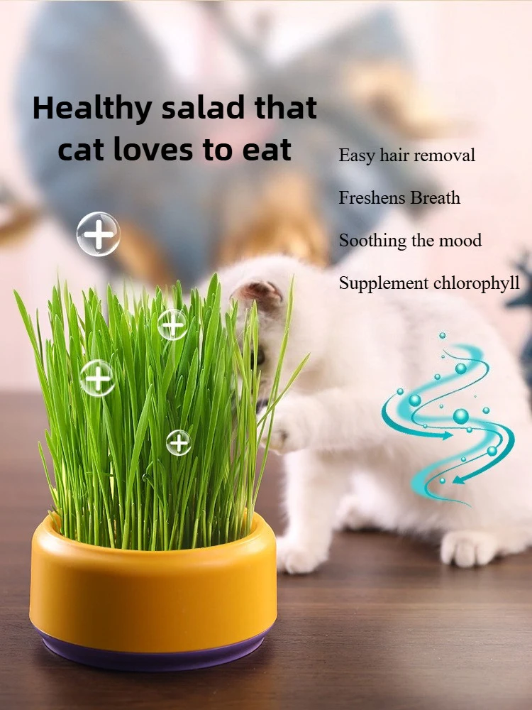 Catnip Hydroponic Box Cat Snacks