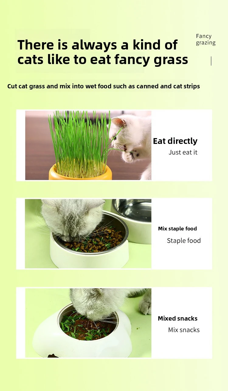 Catnip Hydroponic Box Cat Snacks
